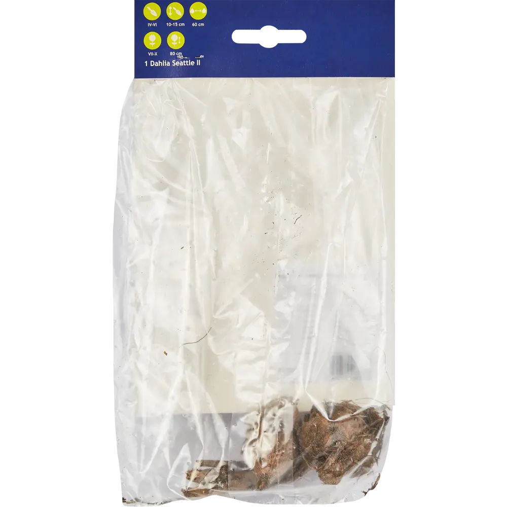 Фото 2 Георгина декоративная Сиэтл h30 см