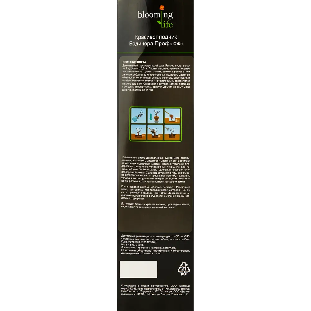 Фото 3 Красивоплодник Бодинера Профьюжн h30 см