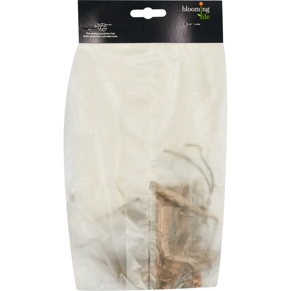 Фото 2 Георгина шаровидная Визард Оф Оз