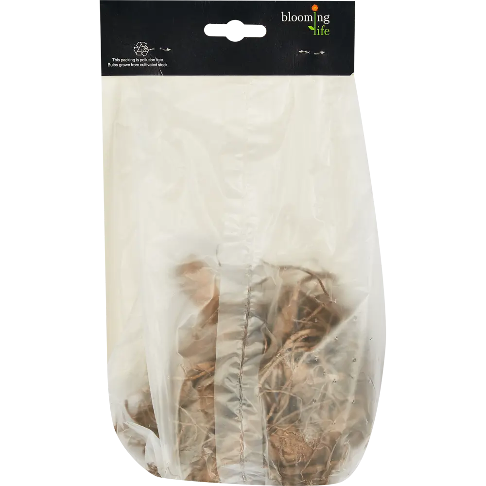 Фото 2 Георгина декоративная Дип Импакт Фото 2 Георгина декоративная Дип Импакт