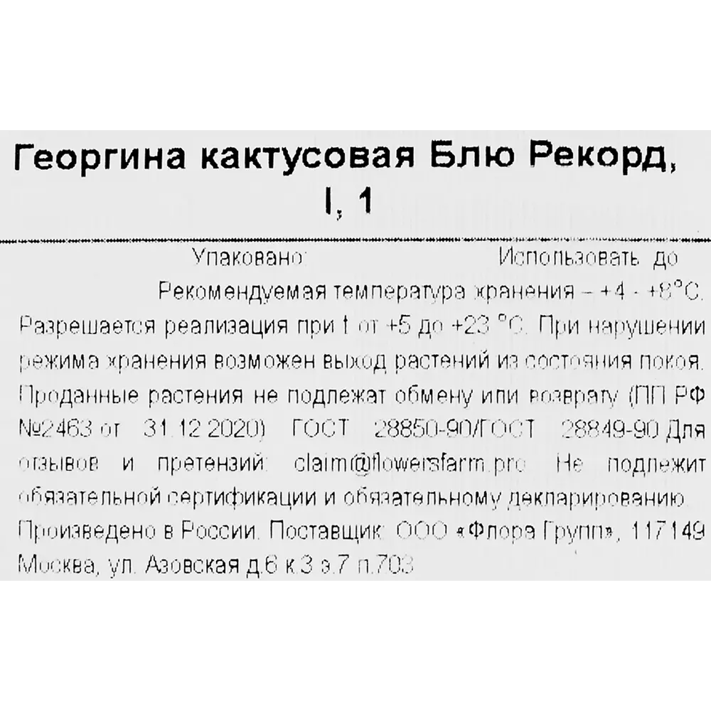 Фото 3 Георгина кактусовая Блю Рекорд Фото 3 Георгина кактусовая Блю Рекорд