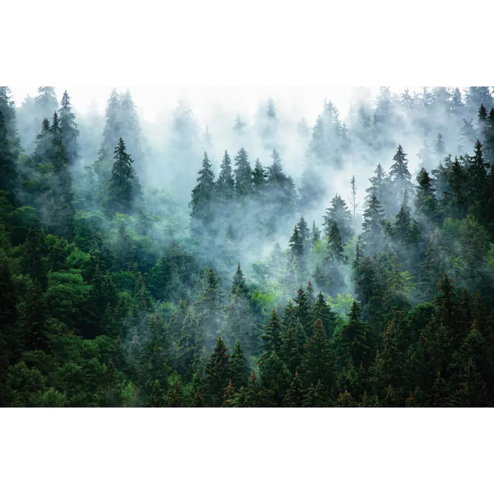 Фото 2 Фотообои бумажные Postermarket 400x260 см Туманный лес