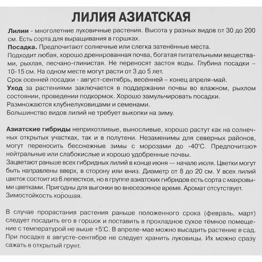 Фото 3 Лилии азиатские Форевер Саммер луковица 16/18 Фото 3 Лилии азиатские Форевер Саммер луковица 16/18