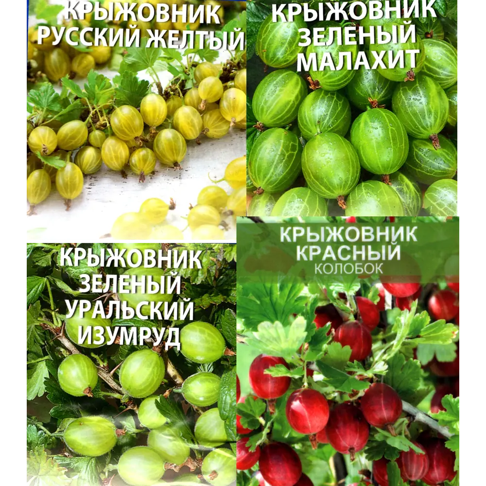 Фото 5 Крыжовник в ассортименте ø9 h40 см Фото 5 Крыжовник в ассортименте ø9 h40 см