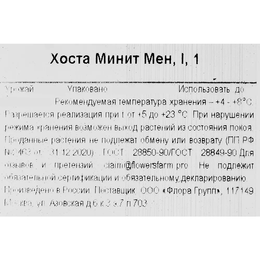 Фото 3 Хоста МинитМен Фото 3 Хоста МинитМен