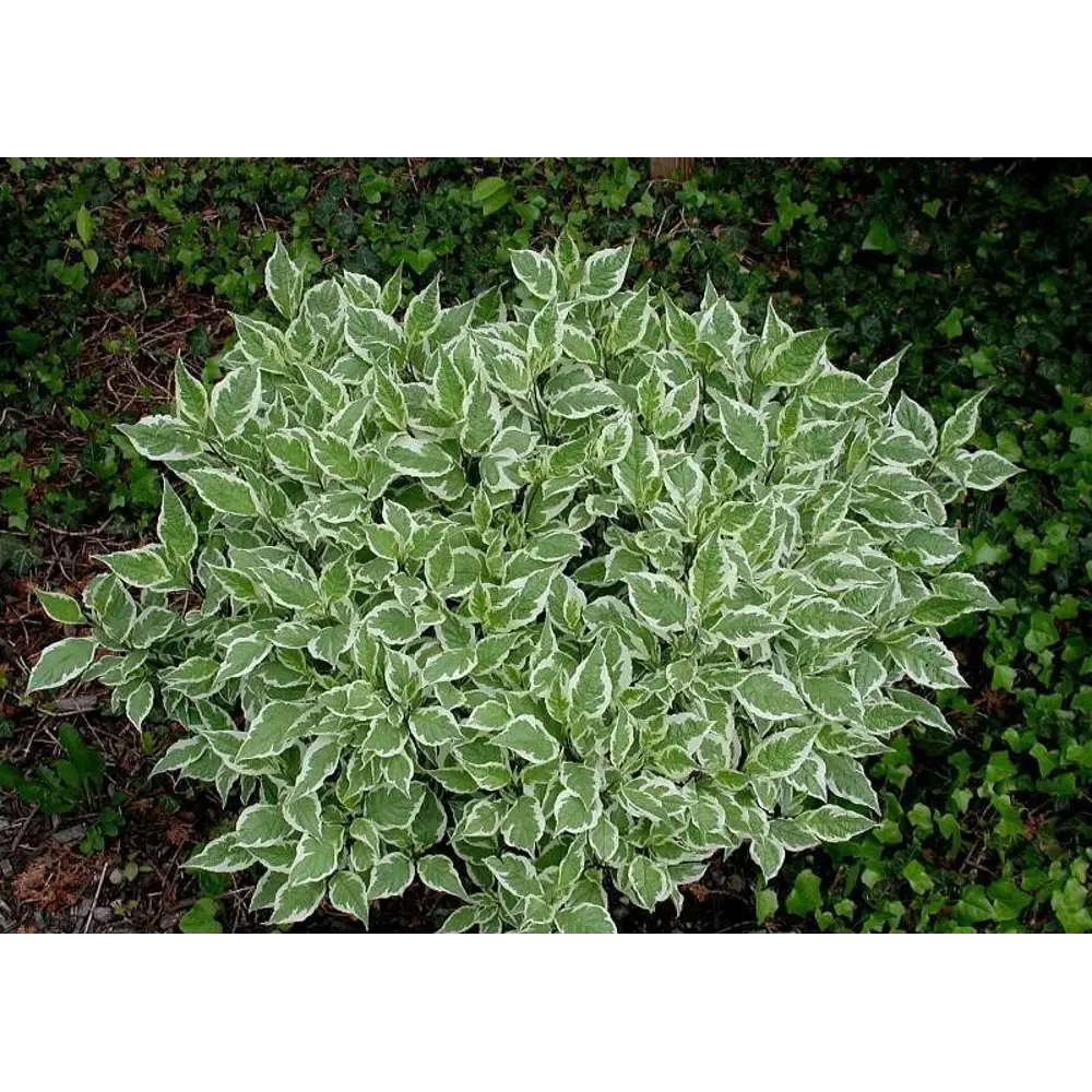 Фото 4 Дерен белый Аргентеомаргината 9x30 см