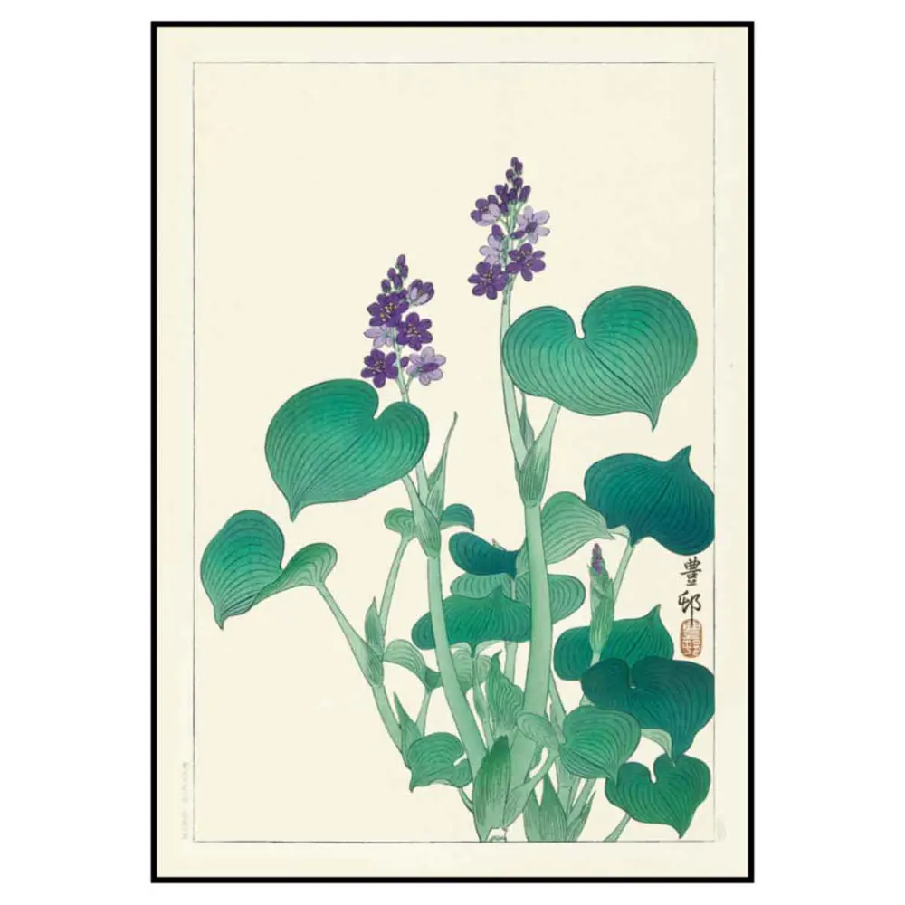 Фото 2 Постер 28 картин Цветущая хоста Ботаническая иллюстрация 50x40 см в тубусе без рамы Фото 2 Постер 28 картин Цветущая хоста Ботаническая иллюстрация 50x40 см в тубусе без рамы