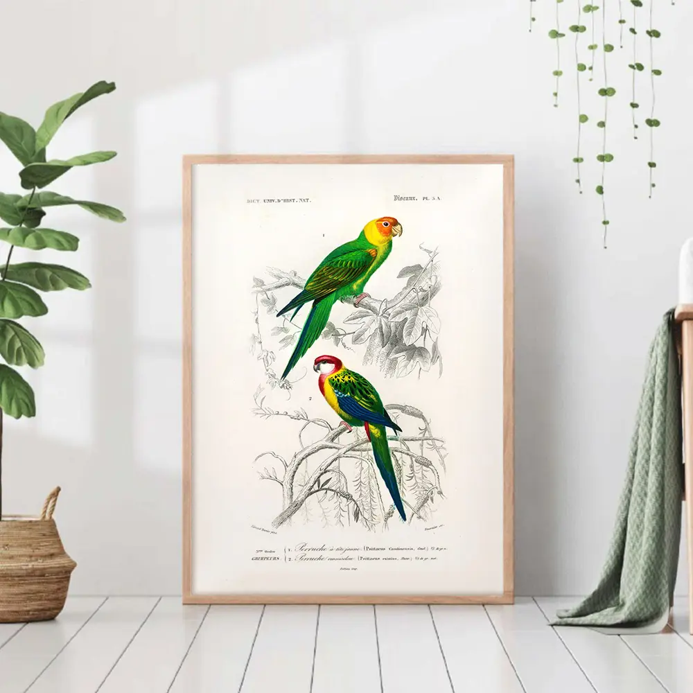 Фото Постер 28 картин "Два попугая на ветке иллюстрация" 70x50 см в тубусе без рамы