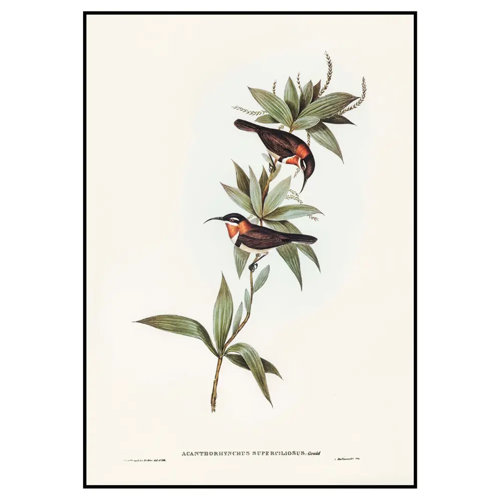 Фото 2 Постер 28 картин "Ветка с птицами ретро иллюстрация" 70x50 см в тубусе без рамы