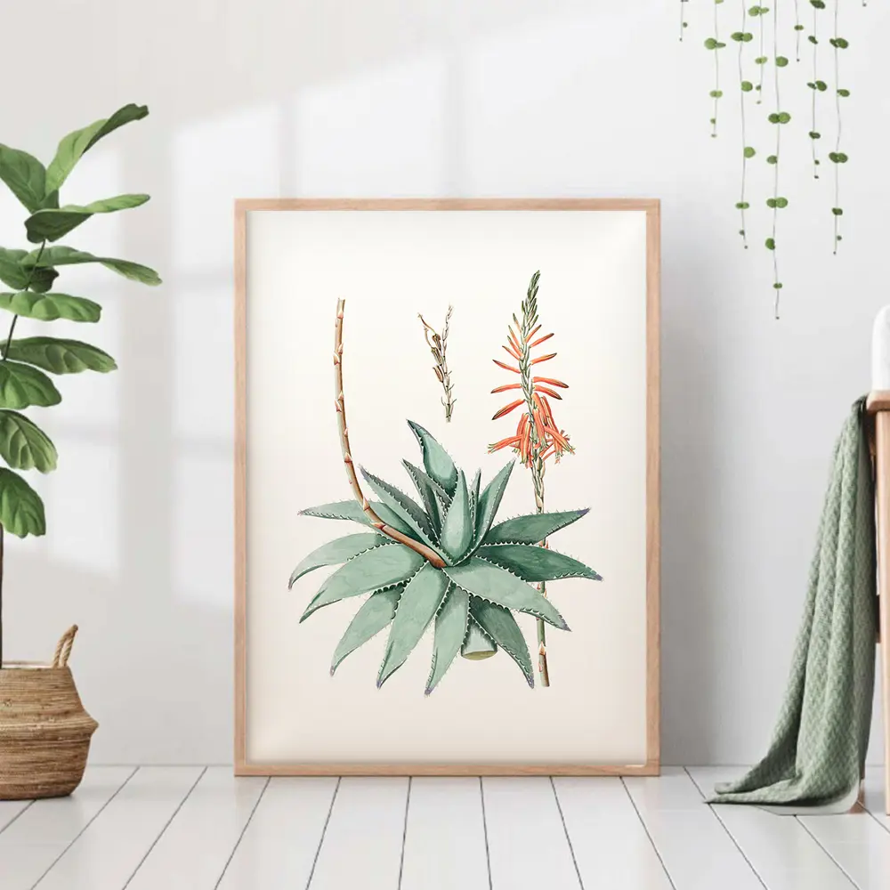 Фото Постер 28 картин "Алоэ иллюстрация" 70x50 см в тубусе без рамы Фото Постер 28 картин "Алоэ иллюстрация" 70x50 см в тубусе без рамы