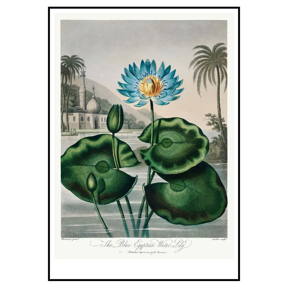 Фото 2 Постер 28 картин "Кувшинка иллюстрация" 70x50 см в тубусе без рамы Фото 2 Постер 28 картин "Кувшинка иллюстрация" 70x50 см в тубусе без рамы