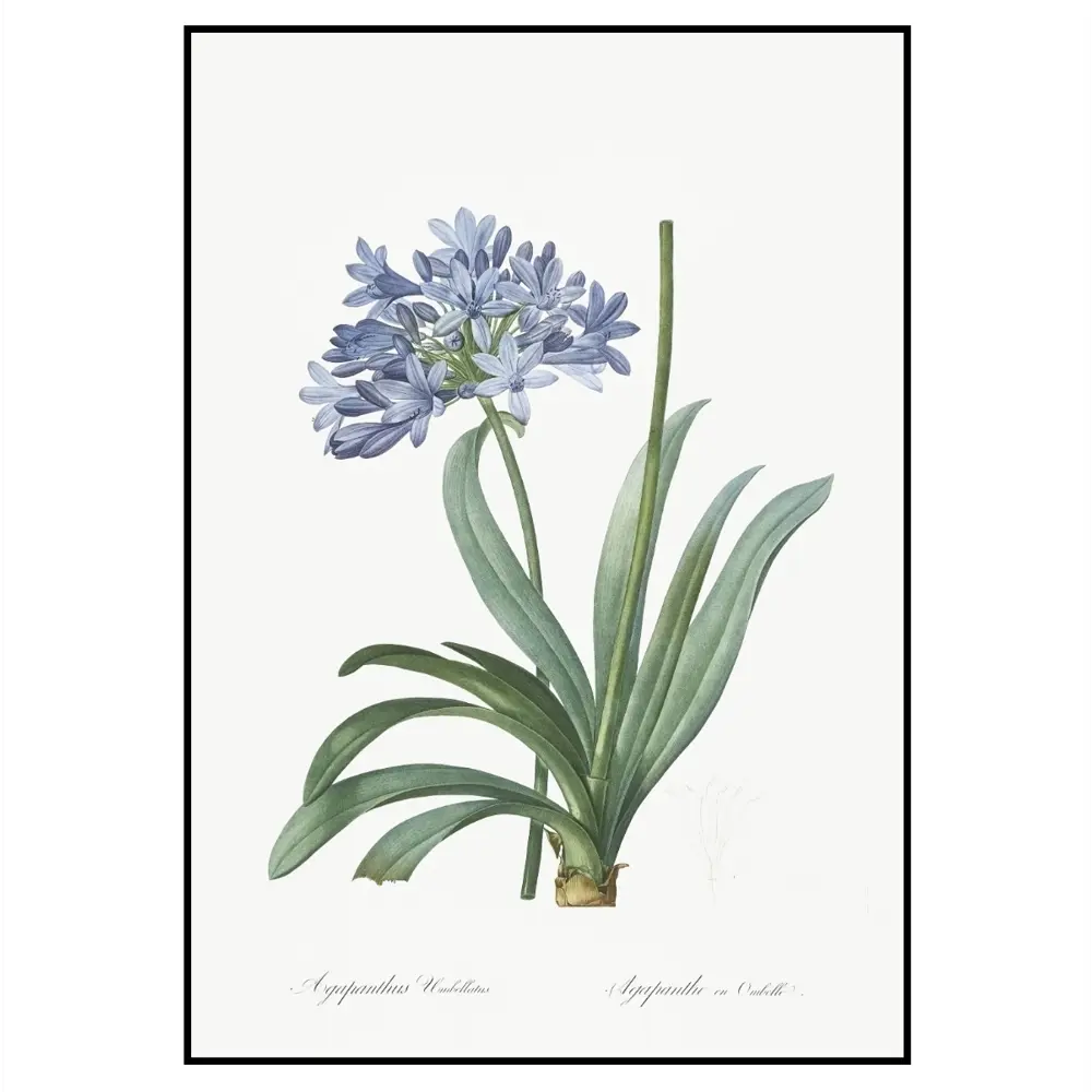 Фото 2 Постер 28 картин "Агапантус ботаническая иллюстрация" 50x40 см в тубусе без рамы Фото 2 Постер 28 картин "Агапантус ботаническая иллюстрация" 50x40 см в тубусе без рамы