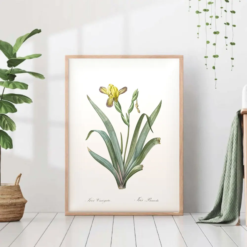 Фото Постер 28 картин "Желтый ирис ботаническая иллюстрация" 50x40 см в тубусе без рамы Фото Постер 28 картин "Желтый ирис ботаническая иллюстрация" 50x40 см в тубусе без рамы