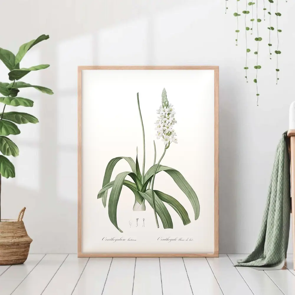 Фото Постер 28 картин "Орнитогалум ботаническая иллюстрация" 50x40 см в тубусе без рамы Фото Постер 28 картин "Орнитогалум ботаническая иллюстрация" 50x40 см в тубусе без рамы