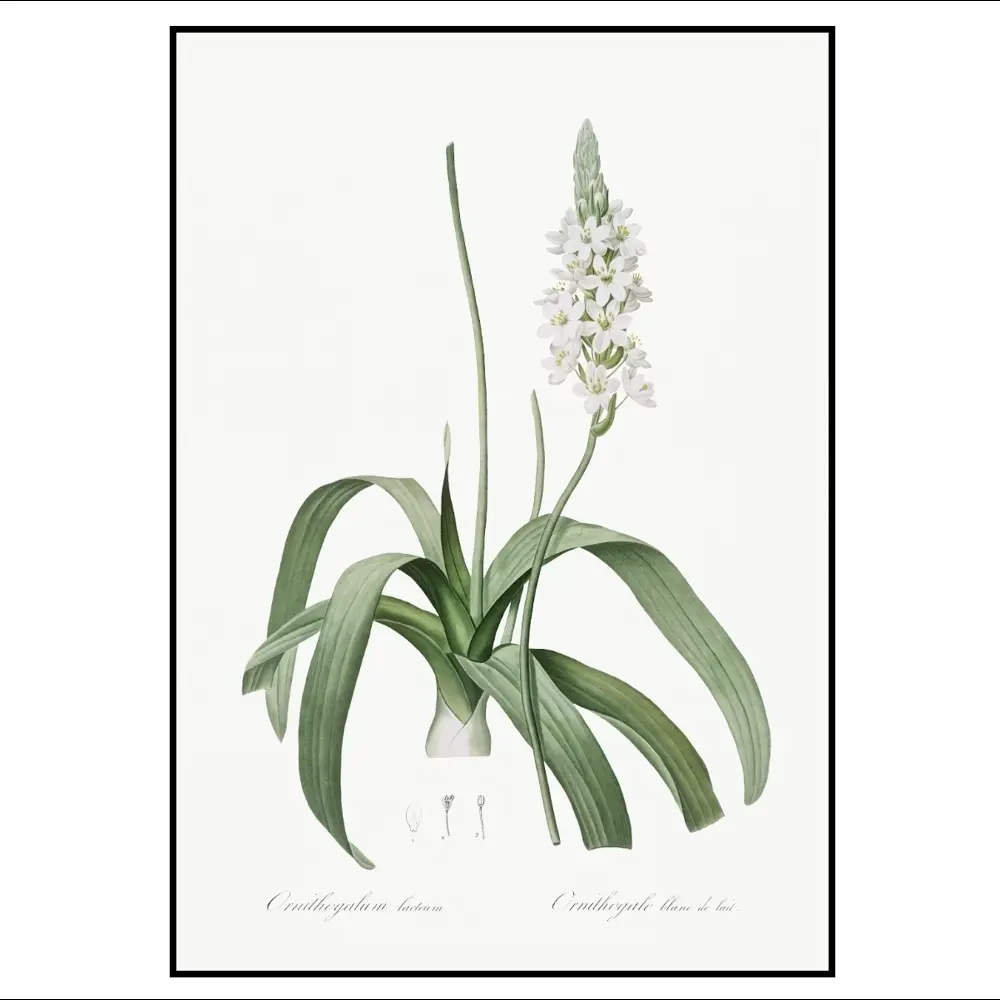 Фото 2 Постер 28 картин "Орнитогалум ботаническая иллюстрация" 50x40 см в тубусе без рамы Фото 2 Постер 28 картин "Орнитогалум ботаническая иллюстрация" 50x40 см в тубусе без рамы