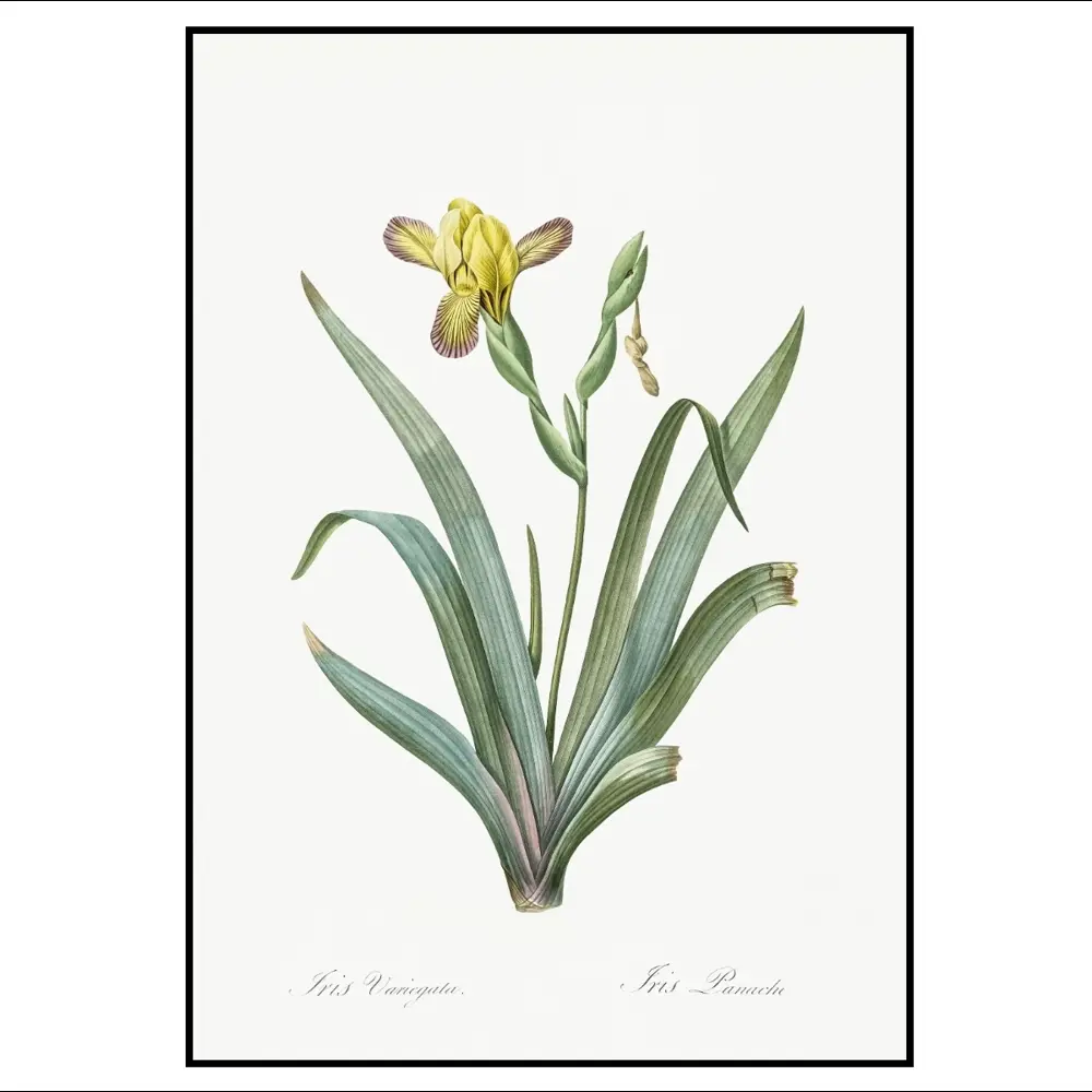 Фото 2 Постер 28 картин "Желтый ирис ботаническая иллюстрация" 50x40 см в тубусе без рамы Фото 2 Постер 28 картин "Желтый ирис ботаническая иллюстрация" 50x40 см в тубусе без рамы