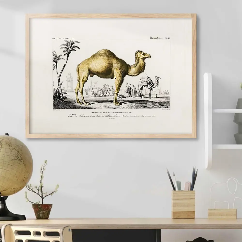 Фото Постер 28 картин "Верблюд иллюстракция" 50x40 см, в тубусе без рамы Фото Постер 28 картин "Верблюд иллюстракция" 50x40 см, в тубусе без рамы