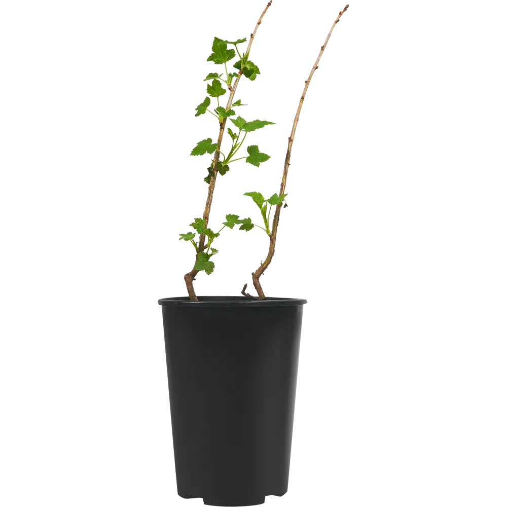 Фото 2 Смородина черная Пигмей ø15 h30 см