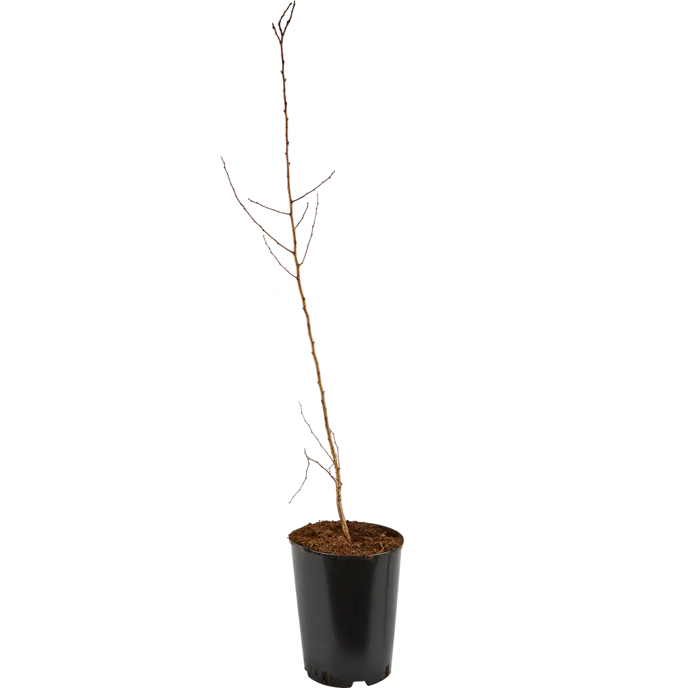 Фото 2 Абрикос С4, h100-120 см, 2 года Фото 2 Абрикос С4, h100-120 см, 2 года