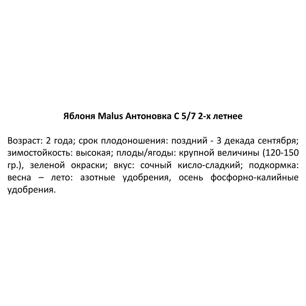 Фото 4 Яблоня Антоновка ø22 h80 см