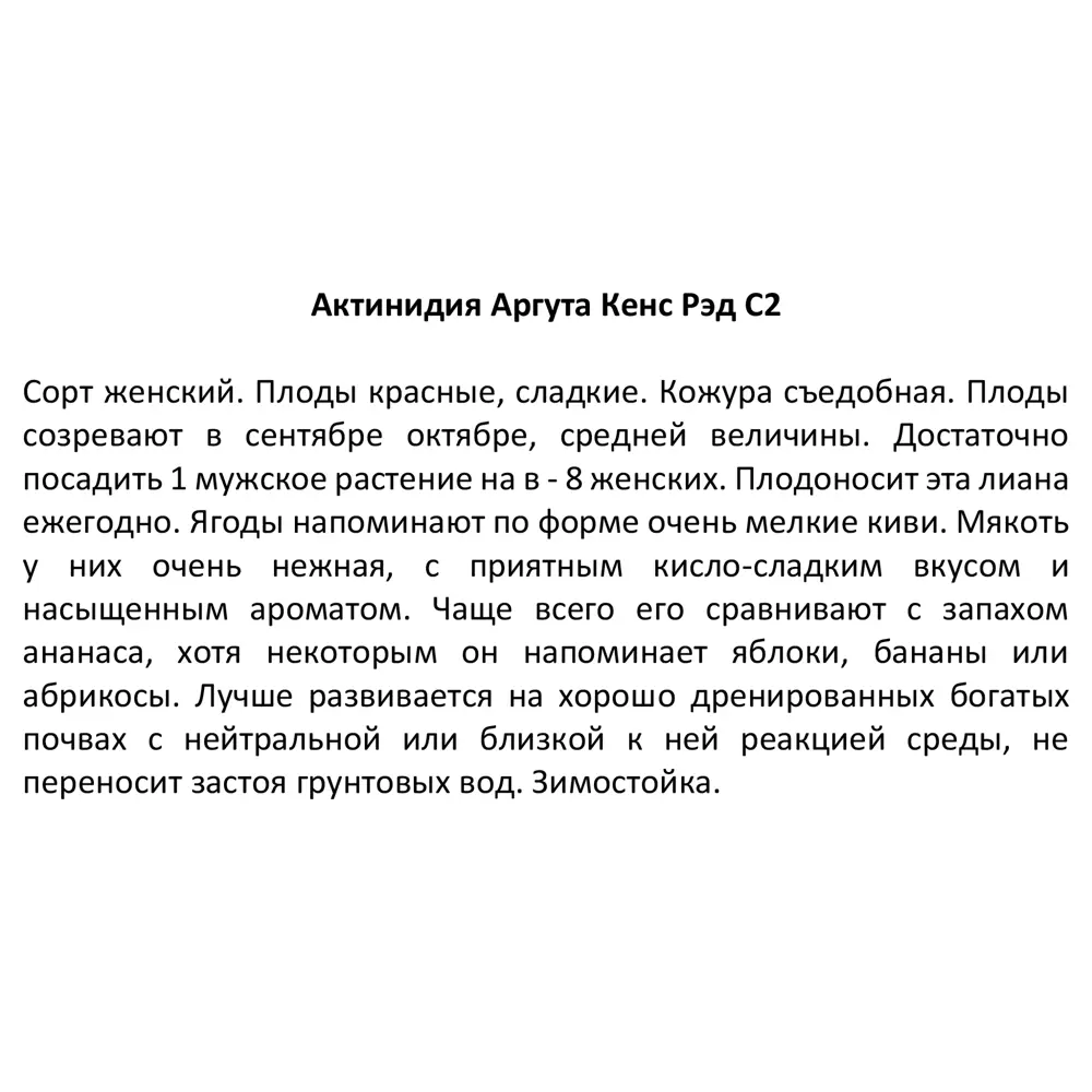 Фото 4 Актинидия аргута Кенс Рэд ø17 h30 см Фото 4 Актинидия аргута Кенс Рэд ø17 h30 см