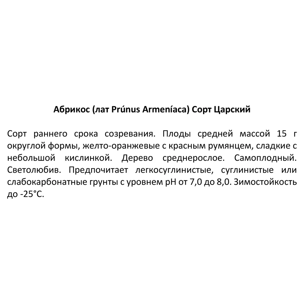 Фото 4 Абрикос Царский ø20 h140 см Фото 4 Абрикос Царский ø20 h140 см