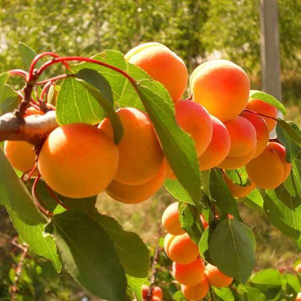 Фото 5 Абрикос Царский ø20 h140 см Фото 5 Абрикос Царский ø20 h140 см