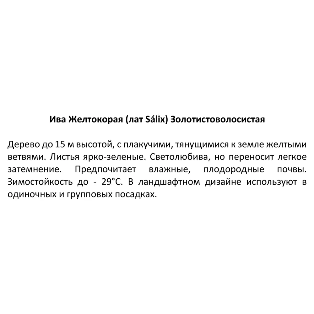 Фото 3 Ива золотистоволосистая ø9 h35 см Кутепово Фото 3 Ива золотистоволосистая ø9 h35 см Кутепово