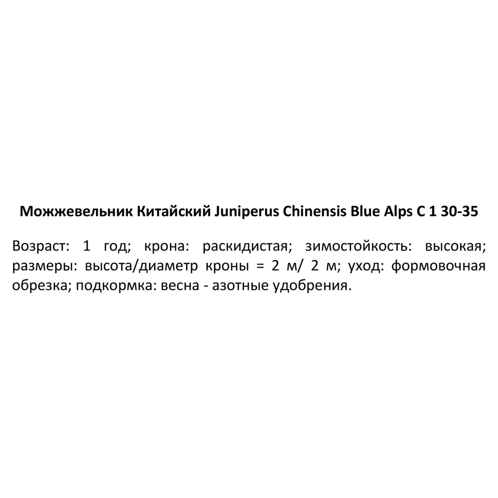 Фото 3 Можжевельник китайский Блю Алпс ø14 h45 см Фото 3 Можжевельник китайский Блю Алпс ø14 h45 см