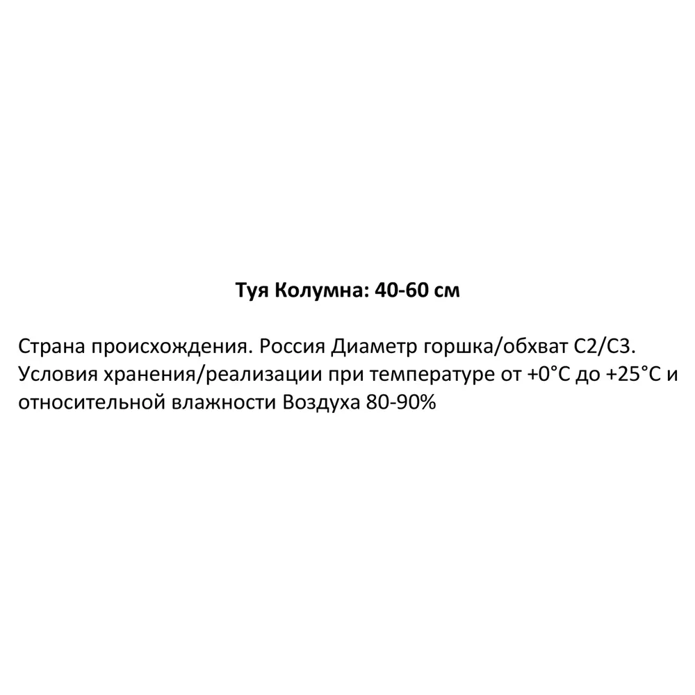 Фото 2 Туя Колумна ø19 см h40-60 см Фото 2 Туя Колумна ø19 см h40-60 см