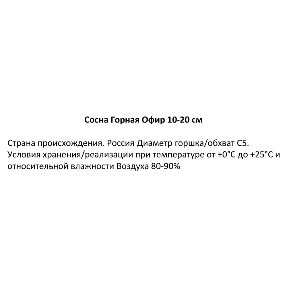 Фото 3 Сосна горная Офир h10-20 см Фото 3 Сосна горная Офир h10-20 см