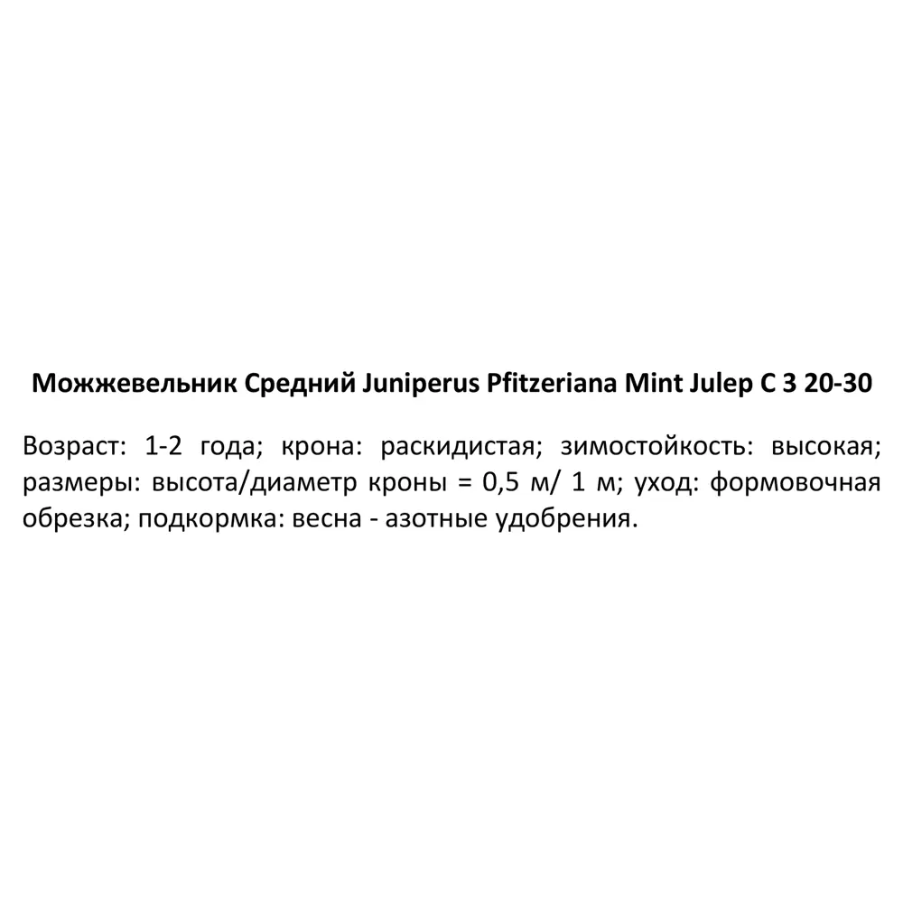 Фото 3 Можжевельник средний Минт Джулеп ø19 h20-30 см Фото 3 Можжевельник средний Минт Джулеп ø19 h20-30 см