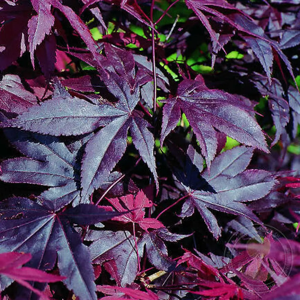 Фото Клен веерный Тромпенбург h50 см Фото Клен веерный Тромпенбург h50 см