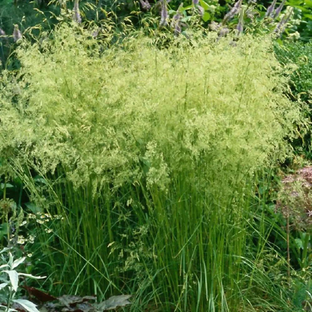 Фото 2 Щучка Голдшлайер h20 см