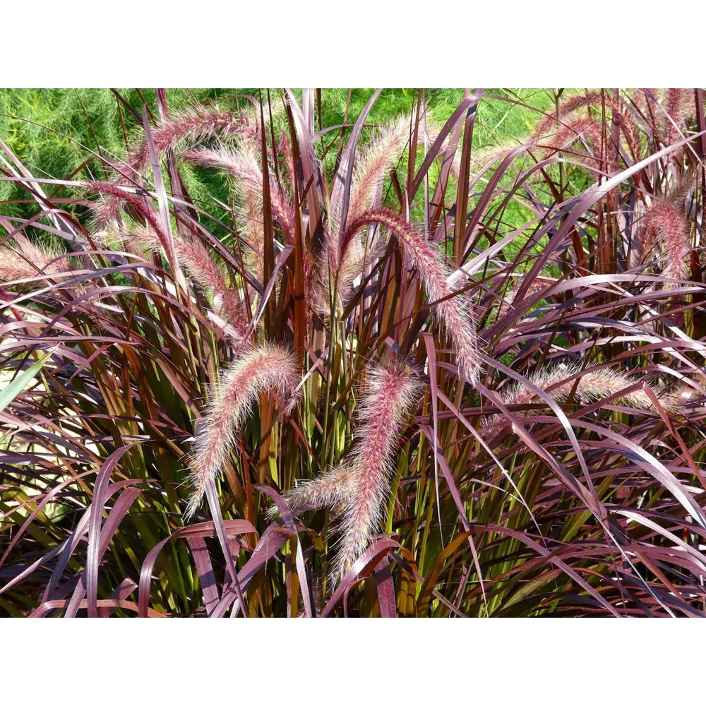 Фото 2 Пеннисетум микс h40 см