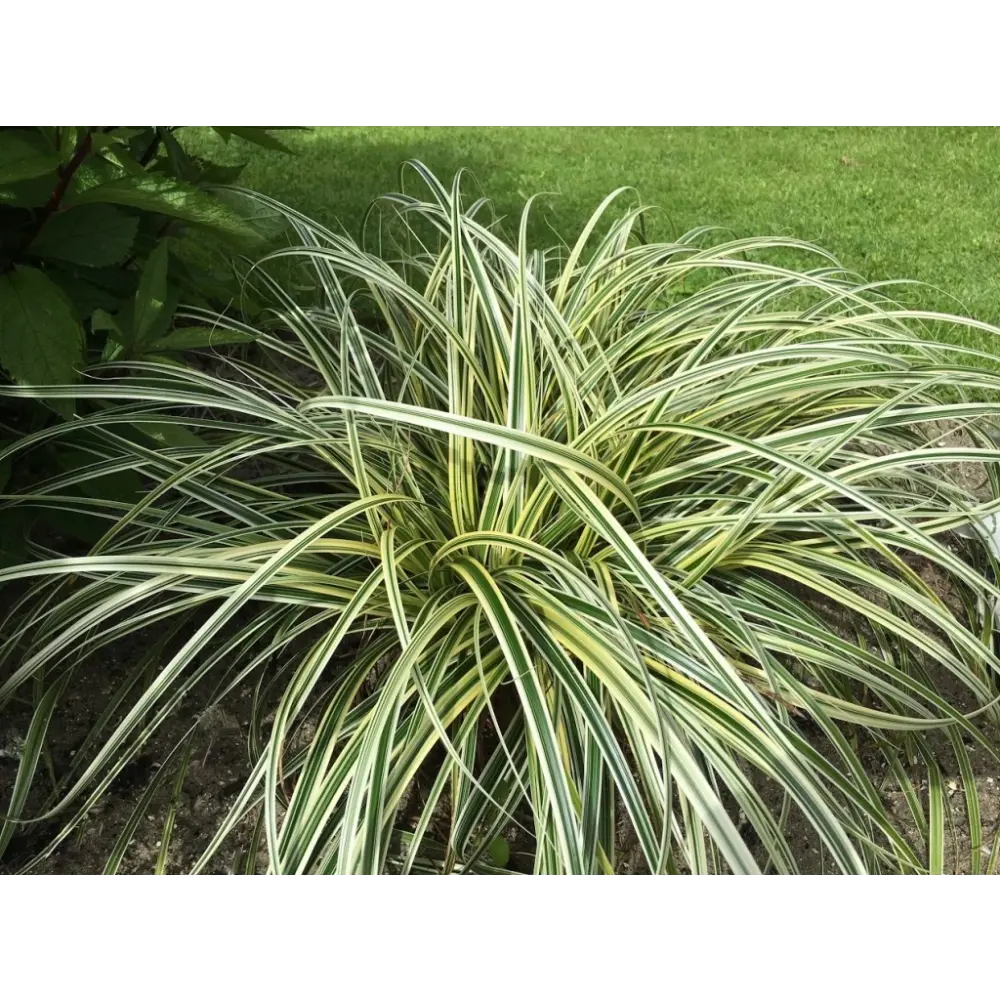 Фото 2 Осока Фезе Фоллс h15 см