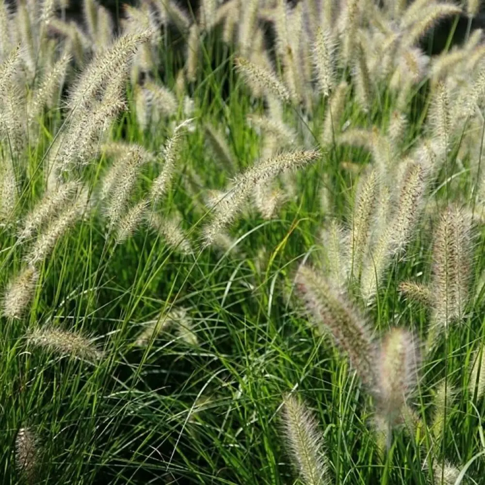 Фото 2 Пеннисетум лисохвостный Хамелн h15 см