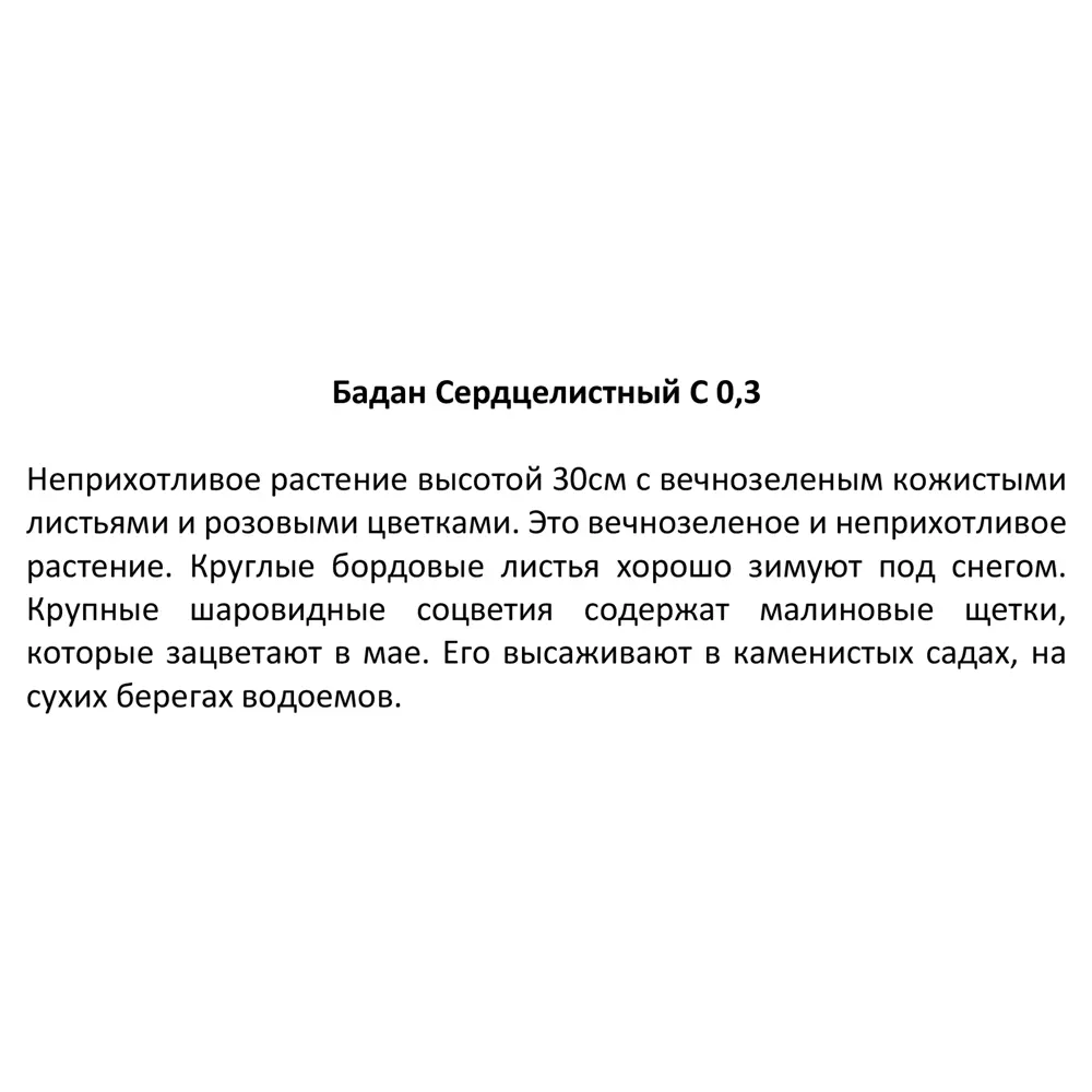 Фото 3 Бадан сердцелистный 15 см Фото 3 Бадан сердцелистный 15 см
