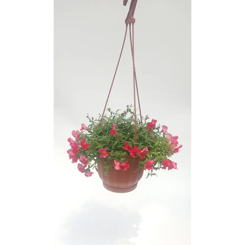 Фото Львиный зев ампельный D18, H15