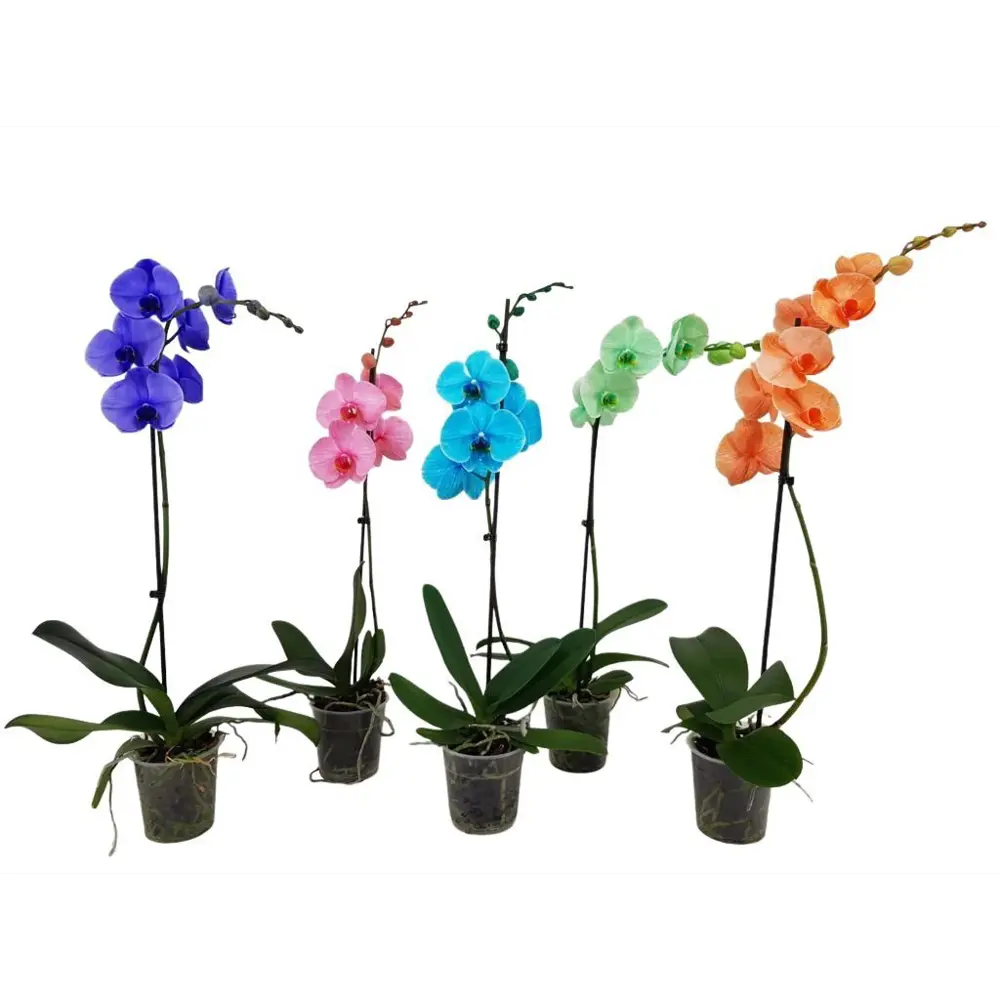 Фото Орхидея Фаленопсис Роял ø12 h60 см Фото Орхидея Фаленопсис Роял ø12 h60 см