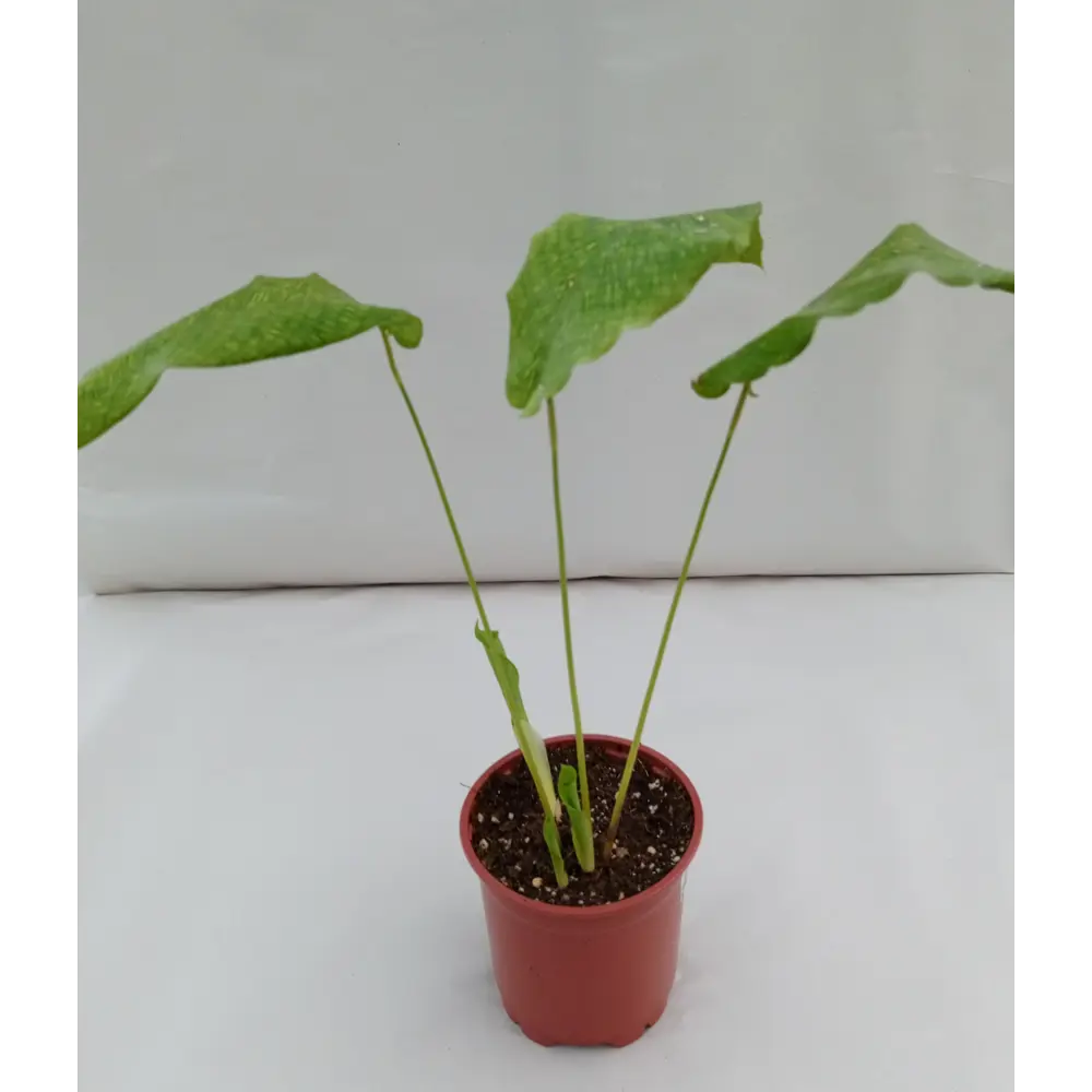 Фото Калатея Флеймстар ø9 h40 см Фото Калатея Флеймстар ø9 h40 см