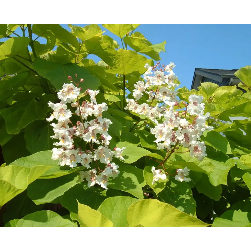 Фото Катальпа бигнониевидная С5 ø22 h50 - 60 см