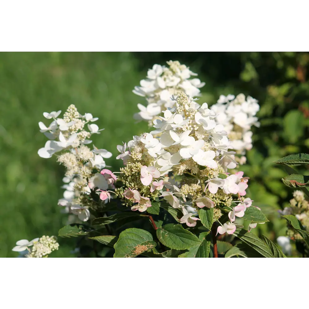 Фото Гортензия Куишу С3 ø19 h30 - 40 см Фото Гортензия Куишу С3 ø19 h30 - 40 см