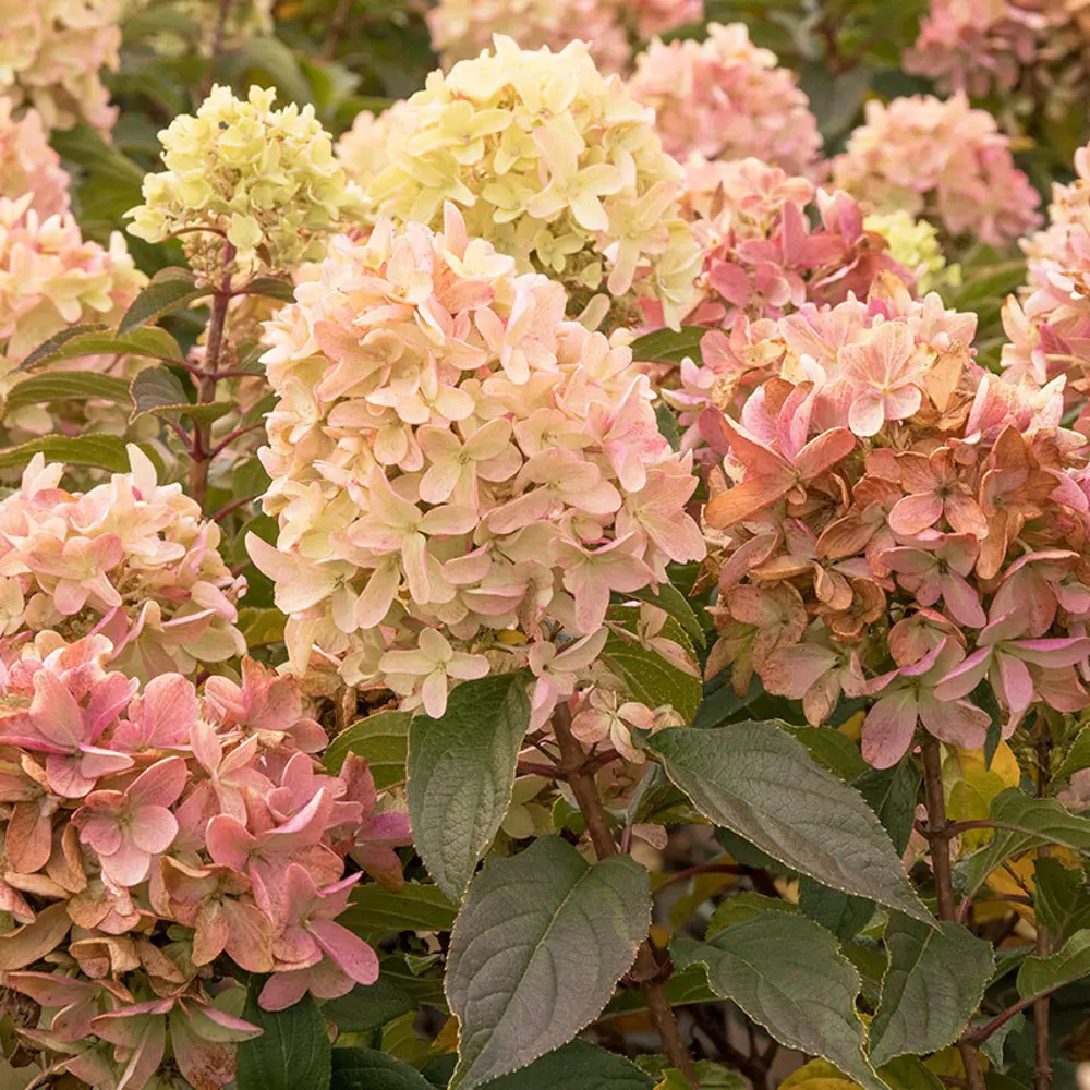 Фото Гортензия метельчатая Скайфолл ø18 h60 см Фото Гортензия метельчатая Скайфолл ø18 h60 см