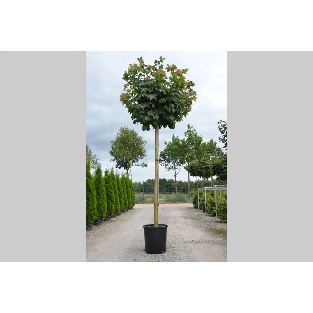 Фото Клен Глобозум h300 - 400 см