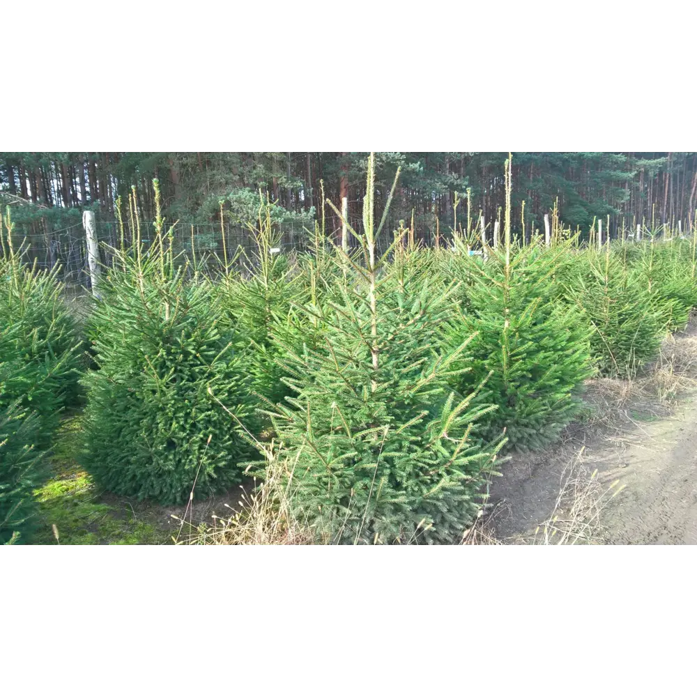 Фото Ель обыкновенная h700 - 800 см Фото Ель обыкновенная h700 - 800 см