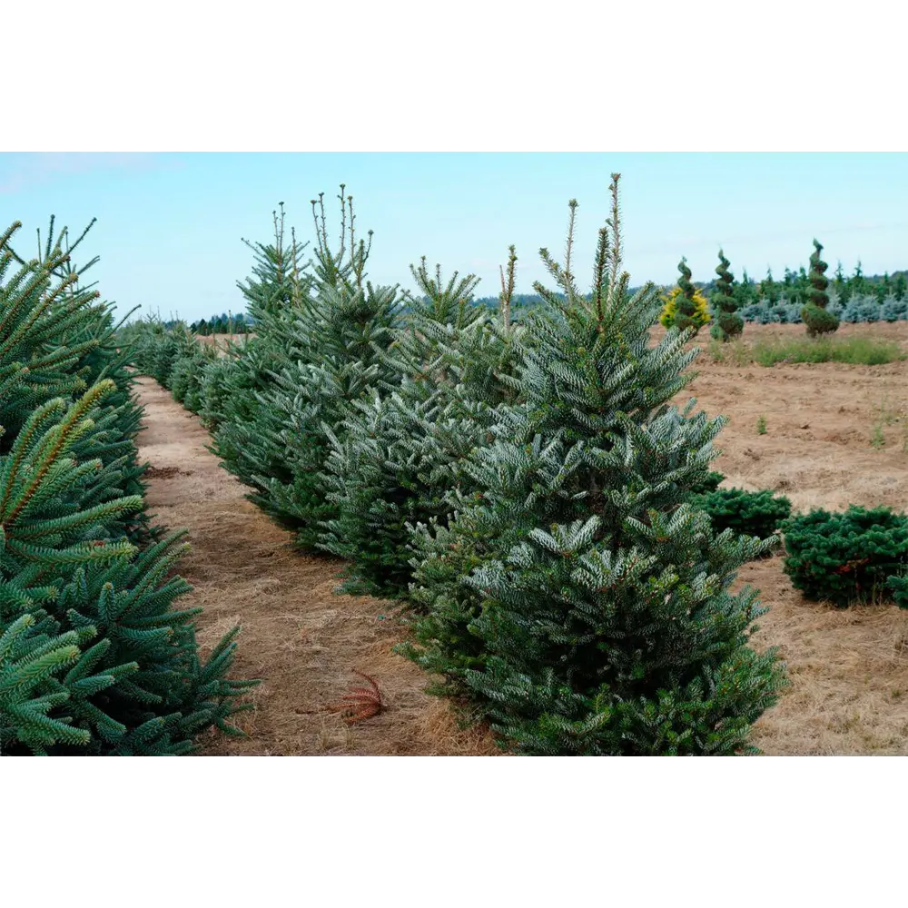 Фото Пихта Кореана h120 - 140 см Фото Пихта Кореана h120 - 140 см