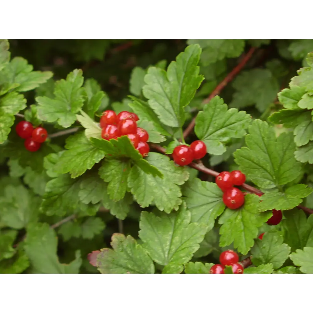 Фото Смородина Альпийская С5 h70 см Фото Смородина Альпийская С5 h70 см