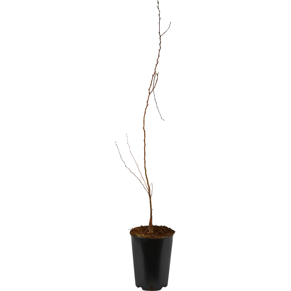 Фото 3 Абрикос Царский ø20 h140 см Фото 3 Абрикос Царский ø20 h140 см