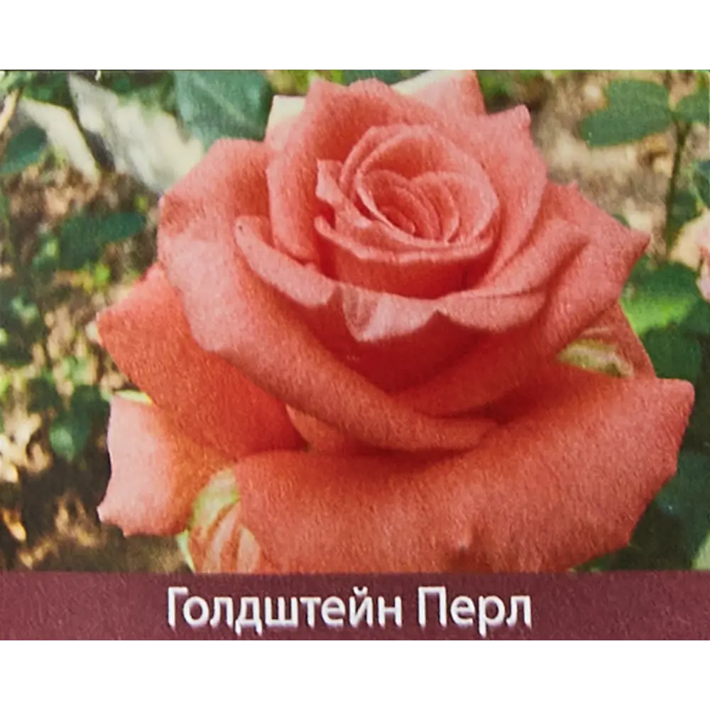 Фото Роза чайно-гибридная Голдштерн Перл ø15 h30 см